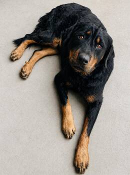Rottweiler Dogs Available for Adoption in Cibolo, Texas - Ivy | PetCurious