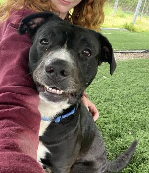 Mixed Breed Dogs Available for Adoption in Moundsville, West Virginia - Boomer  | PetCurious