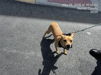 Chihuahua Dogs Available for Adoption in Ocala, Florida - LEELEE | PetCurious