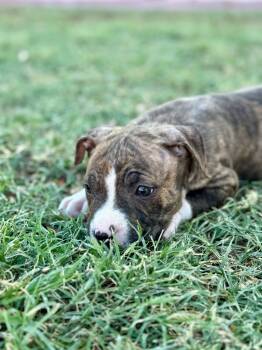Rescue Pit Bull Terrier and Bull Terrier Dogs for Adoption in Phoenix, Arizona - Fishlegs | PetCurious