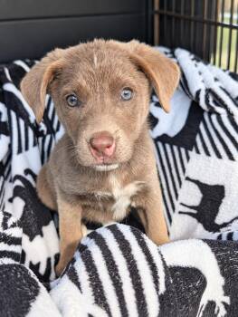 Harper -  Husky Dog for Adoption in Nahunta, Georgia - Harper | PetCurious