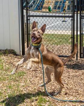 Mixed Breed Dogs Available for Adoption in Chamblee, Georgia - Django | PetCurious