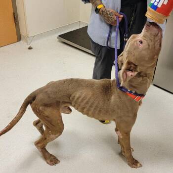 Bruce Wayne -  Pit Bull Terrier Dog for Adoption in Baltimore, Maryland - Bruce Wayne | PetCurious