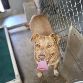 Rescue Yellow Labrador Retriever and Australian Shepherd Dogs for Adoption in Kirkland, Washington - Callie - Loyal Lab-Mix Puppy Needs Foster | PetCurious