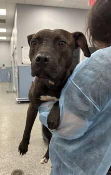 Mixed Breed Dogs Available for Adoption in Palmetto, Florida - MADELINE | PetCurious