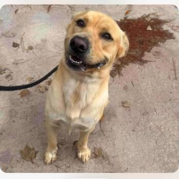 Dennis -  Mixed Breed Dog for Adoption in East Hanover, New Jersey - Dennis | PetCurious