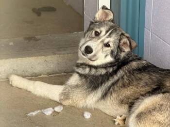 Jasper* June 18th -  Husky and Great Pyrenees Dog for Adoption in Dawson Creek, British Columbia - Jasper* June 18th | PetCurious