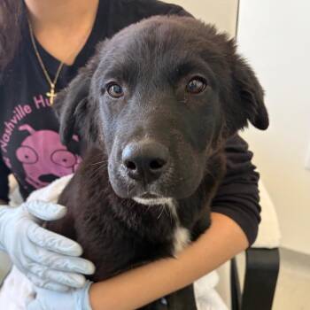 Shepherd and Mixed Breed Dogs Available for Adoption in Nashville, Tennessee - Weebles | PetCurious
