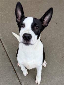 IVAN -  Staffordshire Bull Terrier and Mixed Breed Dog for Adoption in Tulsa, Oklahoma - IVAN | PetCurious