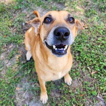 Rescue Coonhound Dogs for Adoption in Gainesville, Florida - Joyce | PetCurious