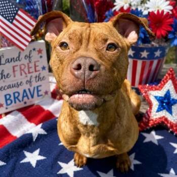 Rose -  Mixed Breed Dog for Adoption in Walker, Michigan - Rose | PetCurious