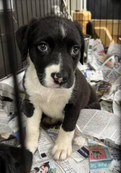 Harley -  Labrador Retriever and Mixed Breed Dog for Adoption in Saint Clairsville, Ohio - Harley | PetCurious