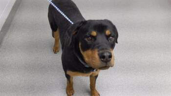 Rottweiler and Mixed Breed Dogs Available for Adoption - CHEDDA | PetCurious
