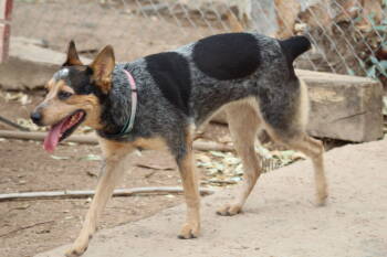 Rescue Australian Cattle Dog Blue Heeler Dogs for Adoption in El Centro, California - Minerva | PetCurious