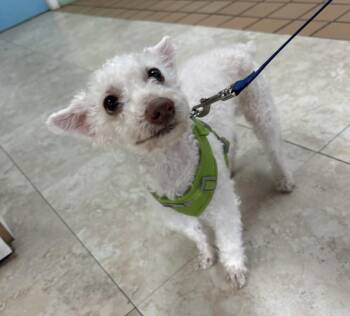 Rescue Miniature Poodle Dogs for Adoption in Palm Springs, Florida - Pitoco (Pit-O-Co) | PetCurious