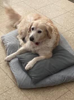 Rosie -  Golden Retriever Dog for Adoption in Littleton, Colorado - Rosie | PetCurious
