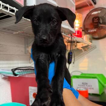 Sprite -  Shepherd and Mixed Breed Dog for Adoption in Edinburg, Texas - Sprite | PetCurious