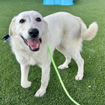 Morticia -  Great Pyrenees and Mixed Breed Dog for Adoption in Saint Joseph, Missouri - Morticia | PetCurious