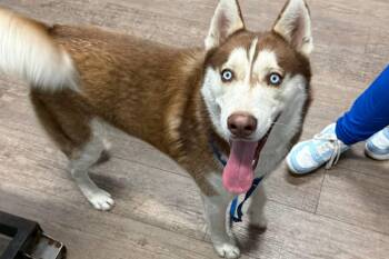 Siberian Husky Dogs Available for Adoption - Echo | PetCurious
