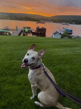 Miller -  Alaskan Malamute and Pit Bull Terrier Dog for Adoption - Miller | PetCurious