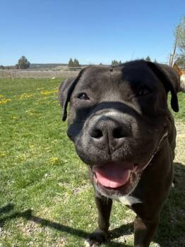 Rescue American Staffordshire Terrier Dogs for Adoption in Prineville, Oregon - Obi | PetCurious