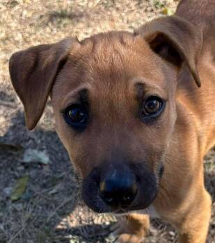 Rescue Black Mouth Cur and Boxer Dogs for Adoption in Boerne, Texas - Dale | PetCurious