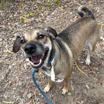 Zelda - Costa Mesa Location -  Terrier and Shepherd Dog for Adoption in Chino Hills, California - Zelda - Costa Mesa Location | PetCurious