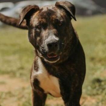 Bruce -  Catahoula Leopard Dog and Mixed Breed Dog for Adoption in Portland, Oregon - Bruce | PetCurious