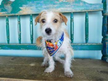 Spinach -  Parson Russell Terrier and Mixed Breed Dog for Adoption in San Antonio, Texas - Spinach | PetCurious