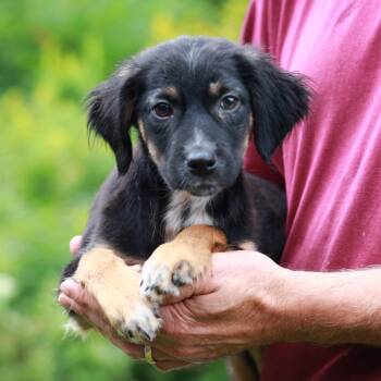 CT Espresso avail Sep 6 (Coventry Farmers Mkt- Coventry, CT) -  Labrador Retriever and Australian Shepherd Dog for Adoption in Stormville, New York - CT Espresso Avail Sep 6 (Coventry Farmers Mkt- Coventry, CT) | PetCurious
