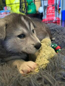 Mixed Breed Dogs Available for Adoption in Athens, Ontario - Fritter | PetCurious