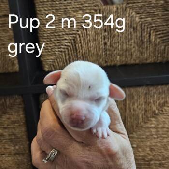 Pippi Pup Axel -  Hound and Mixed Breed Dog for Adoption in Fairfax Station, Virginia - Pippi Pup Axel | PetCurious