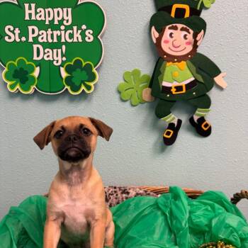 Pug Dogs Available for Adoption - Alvin | PetCurious