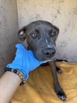 Sasha -  Pit Bull Terrier and Mixed Breed Dog for Adoption in Honolulu, Hawaii - Sasha | PetCurious