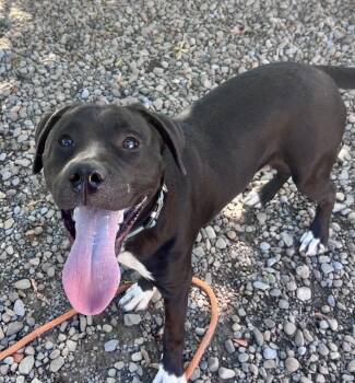 Stanley -  Pit Bull Terrier and Labrador Retriever Dog for Adoption in Buffalo, New York - Stanley | PetCurious
