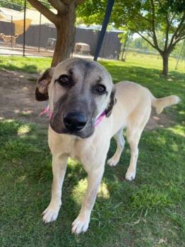 Labrador Retriever and Mixed Breed Dogs Available for Adoption in Tulsa, Oklahoma - CHEERIO | PetCurious