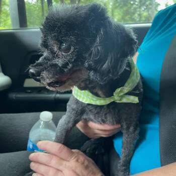 Granny Gump -  Shih Tzu Dog for Adoption in Parrish, Alabama - Granny Gump | PetCurious