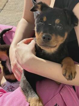 Shepherd Dogs Available for Adoption - Odin | PetCurious