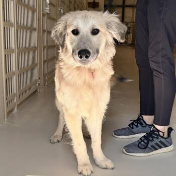 Winky -  Great Pyrenees Dog for Adoption in Chicago, Illinois - Winky | PetCurious