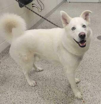 Appy -  Siberian Husky and Mixed Breed Dog for Adoption in Kansas City, Missouri - Appy | PetCurious