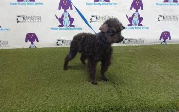 Poodle Dogs Available for Adoption in Orlando, Florida - DUSTY | PetCurious
