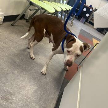 Widow -  Mixed Breed Dog for Adoption in Philadelphia, Pennsylvania - Widow | PetCurious
