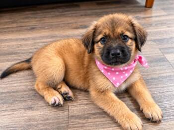 Kittle Sweet Kettle Corn -  Labrador Retriever and German Shepherd Dog Dog for Adoption in Friendswood, Texas - Kittle Sweet Kettle Corn | PetCurious
