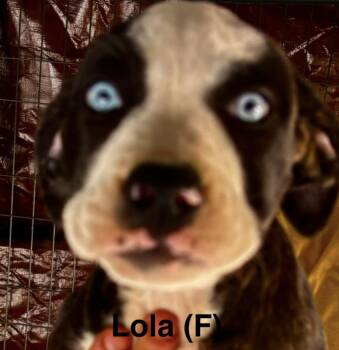 Lola -  Husky and Boxer Dog for Adoption in Parma, Ohio - Lola | PetCurious