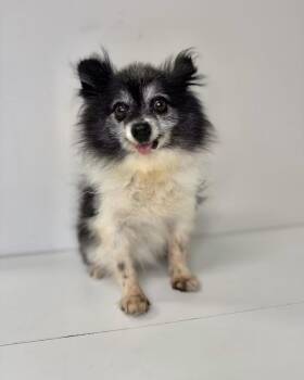 Cricket -  Pomeranian Dog for Adoption in Valley Park, Oklahoma - Cricket | PetCurious