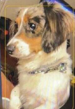 RIP PIEBALD -  Dachshund Dog for Adoption in Georgetown, Kentucky - RIP PIEBALD | PetCurious