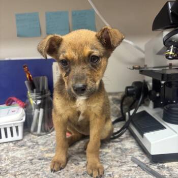 Hound -  Feist and Mixed Breed Dog for Adoption in West Point, Mississippi - Hound | PetCurious