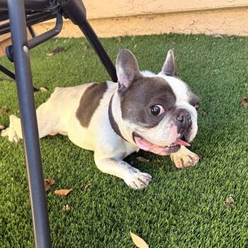 Buster -  French Bulldog Dog for Adoption in Oceanside, California - Buster | PetCurious