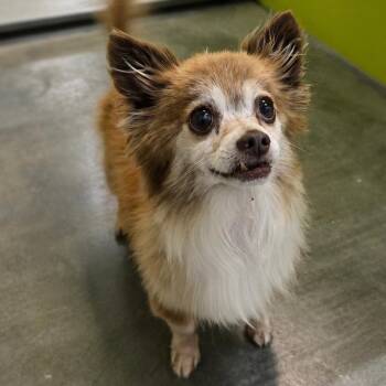 Uncle Iroh -  Pomeranian Dog for Adoption in San Jacinto, California - Uncle Iroh | PetCurious