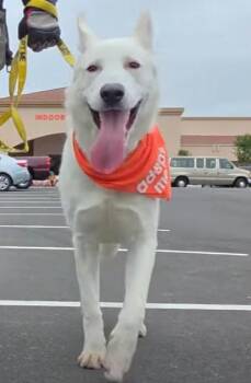 Prince Charming -  Siberian Husky and German Shepherd Dog Dog Available for Adoption in Missoula, Montana - Prince Charming | PetCurious